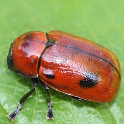 Gonioctena viminalis Gonioctena viminalis